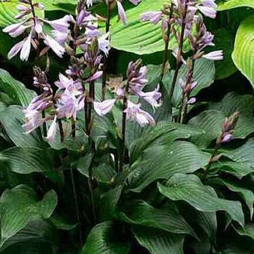 хоста Sparkling burgundy