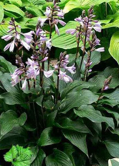 хоста Sparkling burgundy