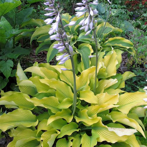 хоста Sun-Power