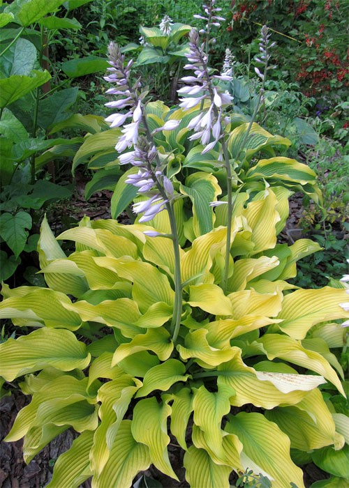 хоста Sun-Power