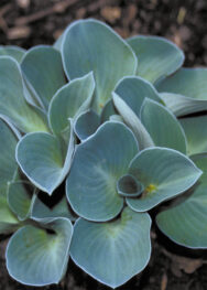 хоста "blue mouse ears"