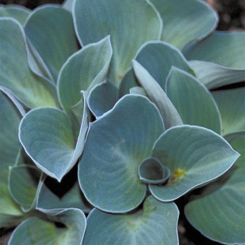 хоста "blue mouse ears"