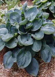 Хоста Bright Star