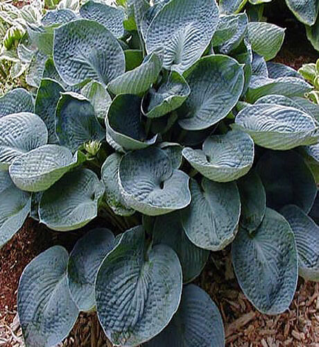 Хоста Bright Star