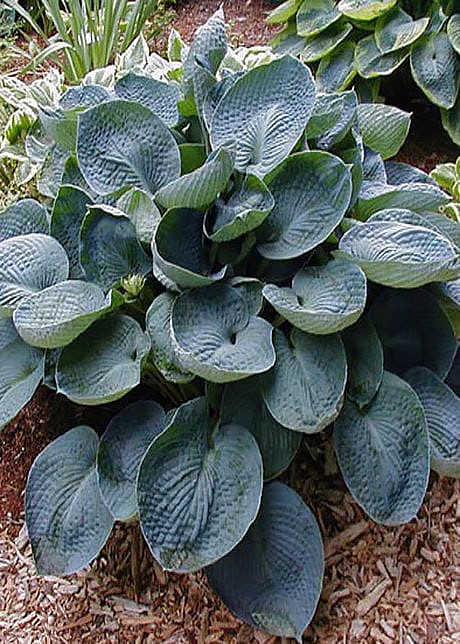 Хоста Bright Star