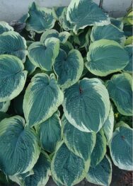 Хоста American Halo