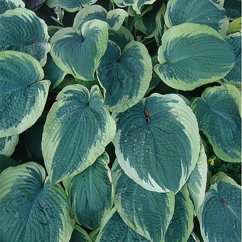 Хоста American Halo