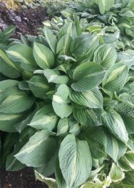 Хоста Striptease