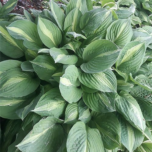 Хоста Striptease