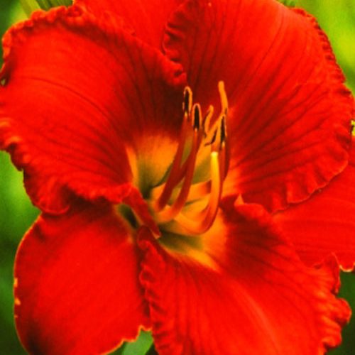 Лілійник Алло-червоний.