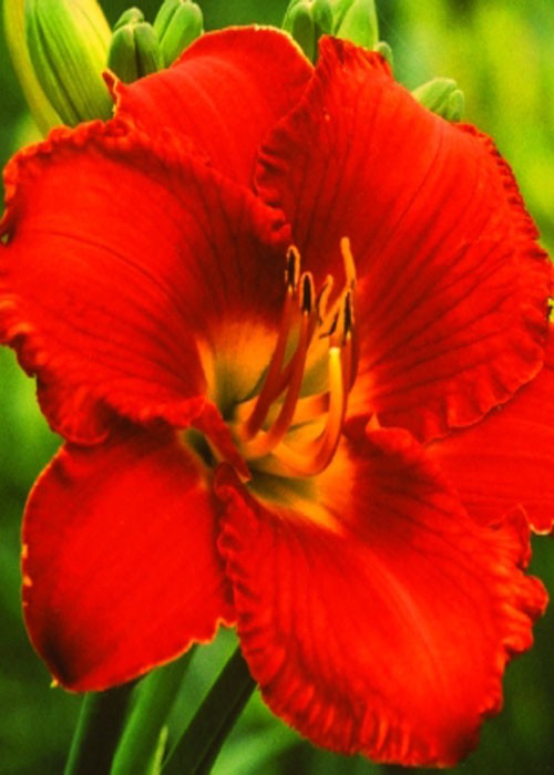 Лілійник Алло-червоний.