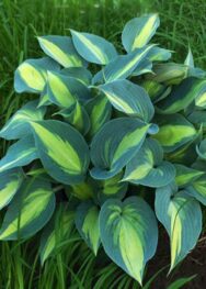 Хоста Catherini