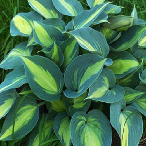 Хоста Catherini