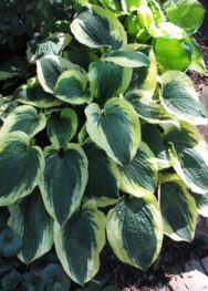 Хоста Christmans pageant