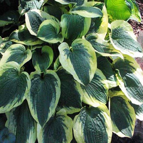 Хоста Christmans pageant