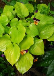 хоста CrumbCake