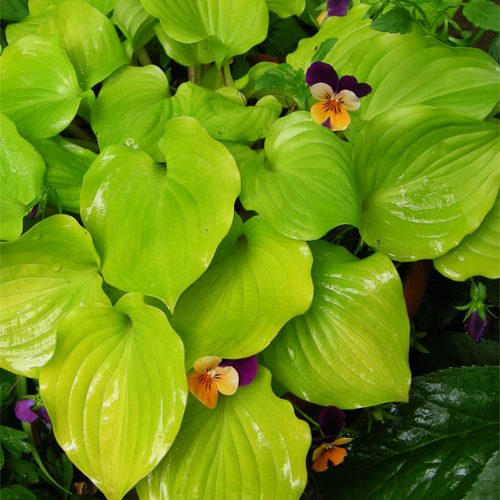 хоста CrumbCake