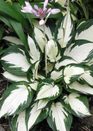 хоста Fire end ice