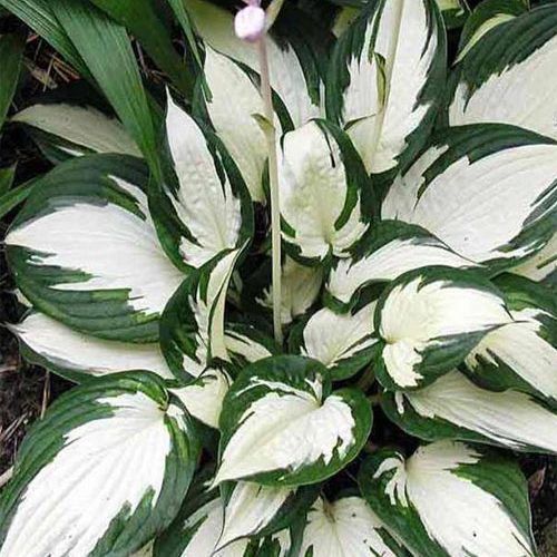 хоста Fire end ice