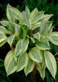 хоста Hanky Panky