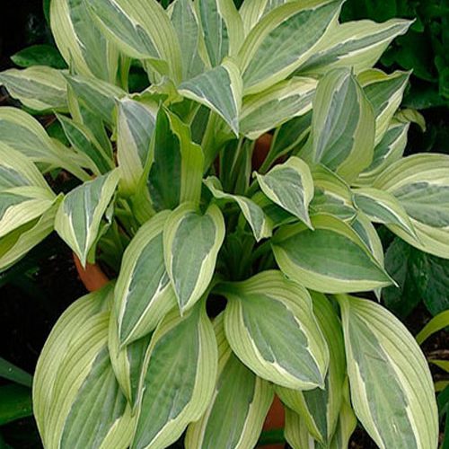 хоста Hanky Panky