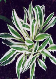 хоста Hi ho silver