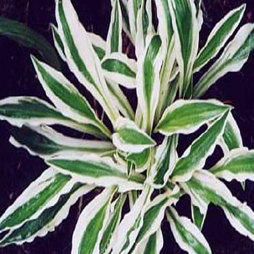 хоста Hi ho silver