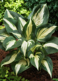 хоста Lacesid Cupcake