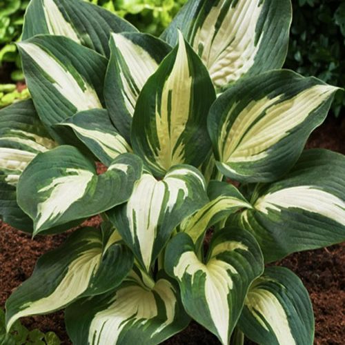 хоста Lacesid Cupcake