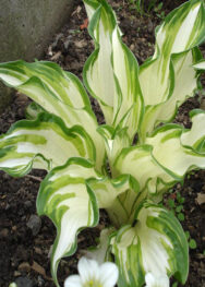 хоста Medio variegata