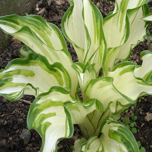 хоста Medio variegata