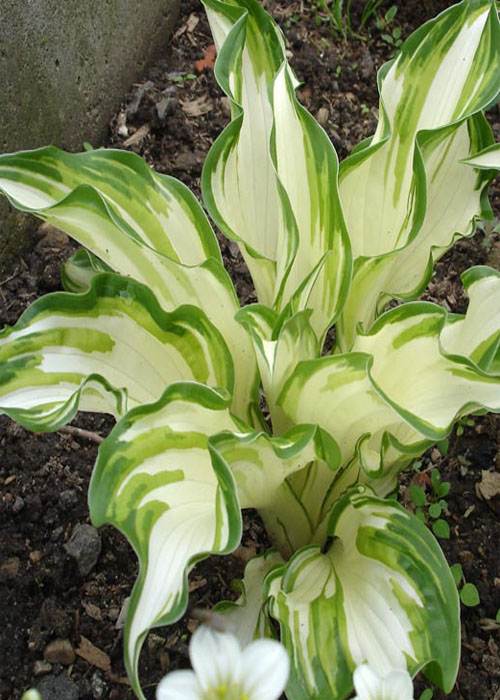 хоста Medio variegata