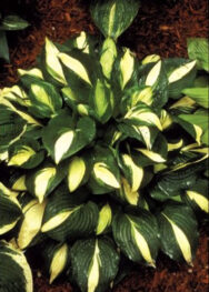 хоста Pepperminn ice