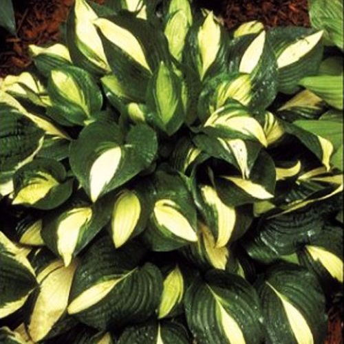 хоста Pepperminn ice