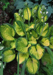 хоста Rainforest sunrise