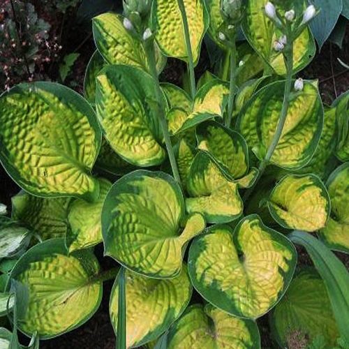 хоста Rainforest sunrise