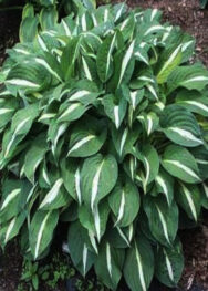 хоста Risky business