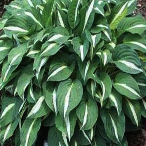 хоста Risky business