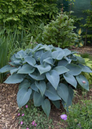 хоста halcyon
