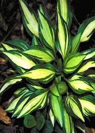 хоста Teeny weeny bikini