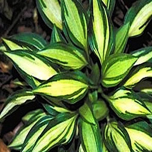 хоста Teeny weeny bikini