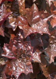 Гейхера blekoyt