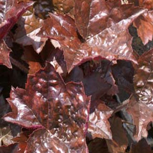 Гейхера blekoyt