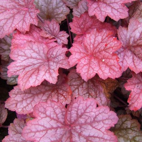 Гейхера Georgiya Reach