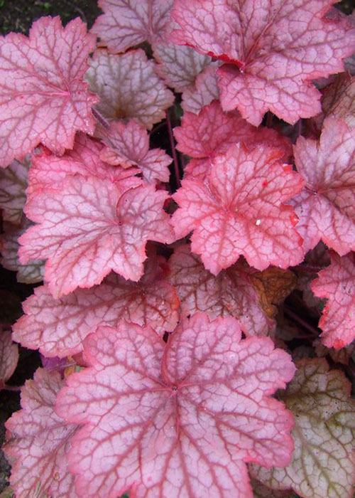 Гейхера Georgiya Reach