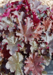 Гейхера "Сhokolate ruffles"