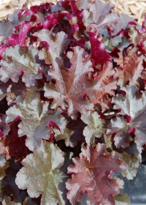 Гейхера "Сhokolate ruffles"