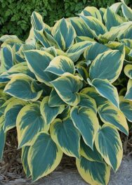 Хоста First Frost