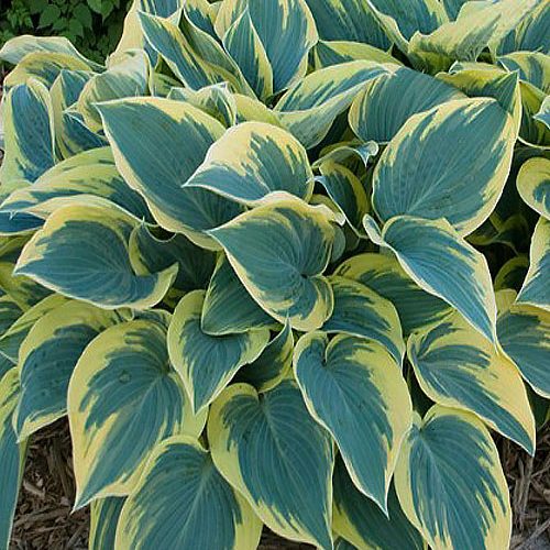 Хоста First Frost