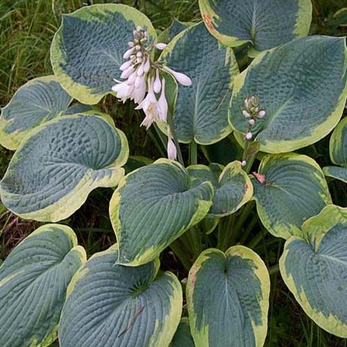 Хоста-«Frans-Wiliams